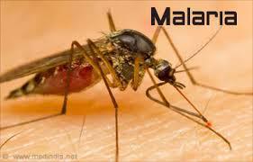 Bệnh sốt rét (Malaria)