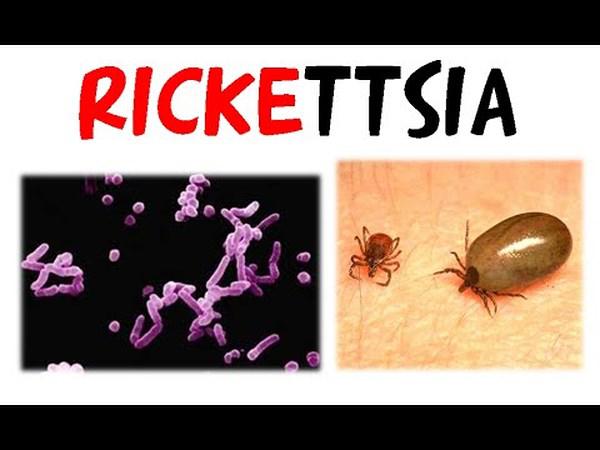 Bệnh sốt do Rickettsia