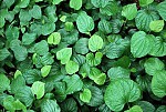 Cây lá lốt - Cây thuốc vườn nhà